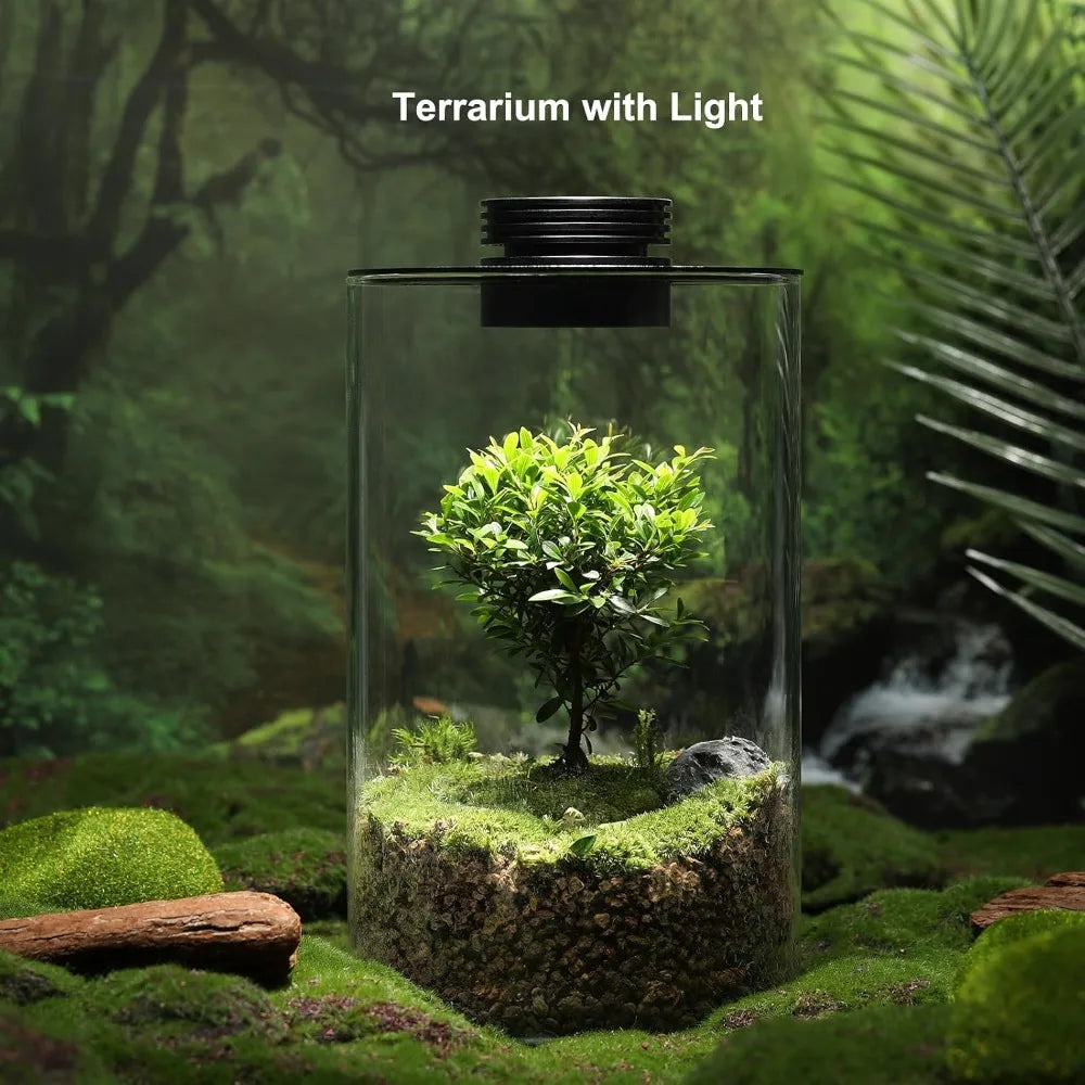Glass Terrarium With Grow Light For Succulents Moss Betta Tank