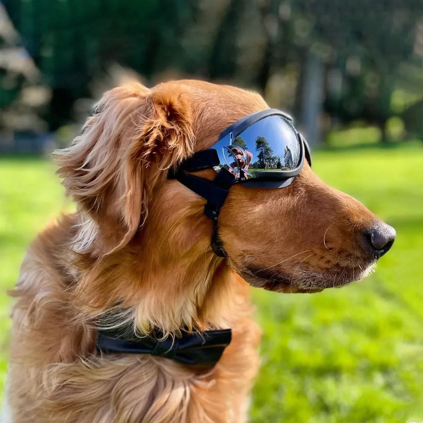 Adjustable Dog Goggles Anti UV Windproof Pet Sunglasses with Dual Straps Eye Protection for Driving Riding Outdoor S/M/L