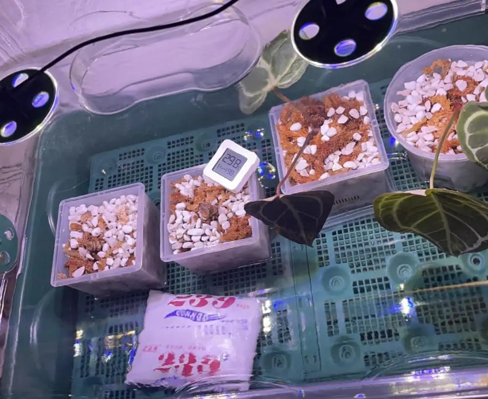 Organic Perlite Soil Amendment for Plants Enhanced Drainage and Growth