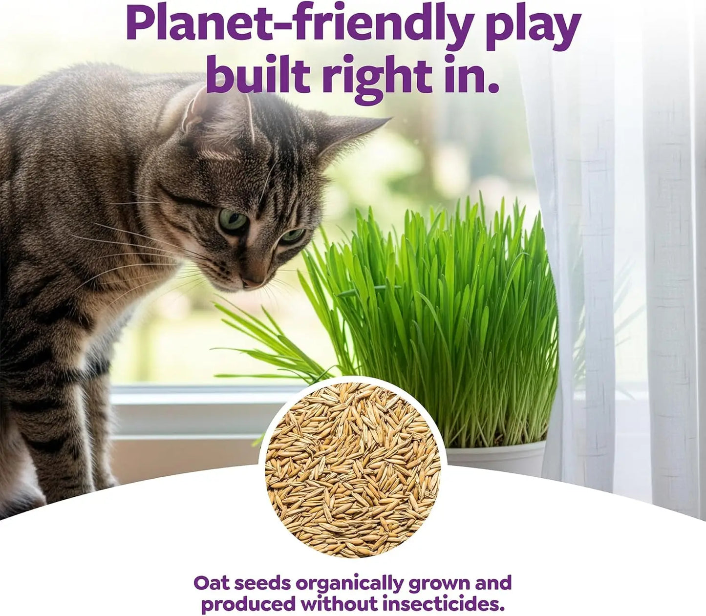 Organic Oat Grass Cat Grow Kit for Digestion Support