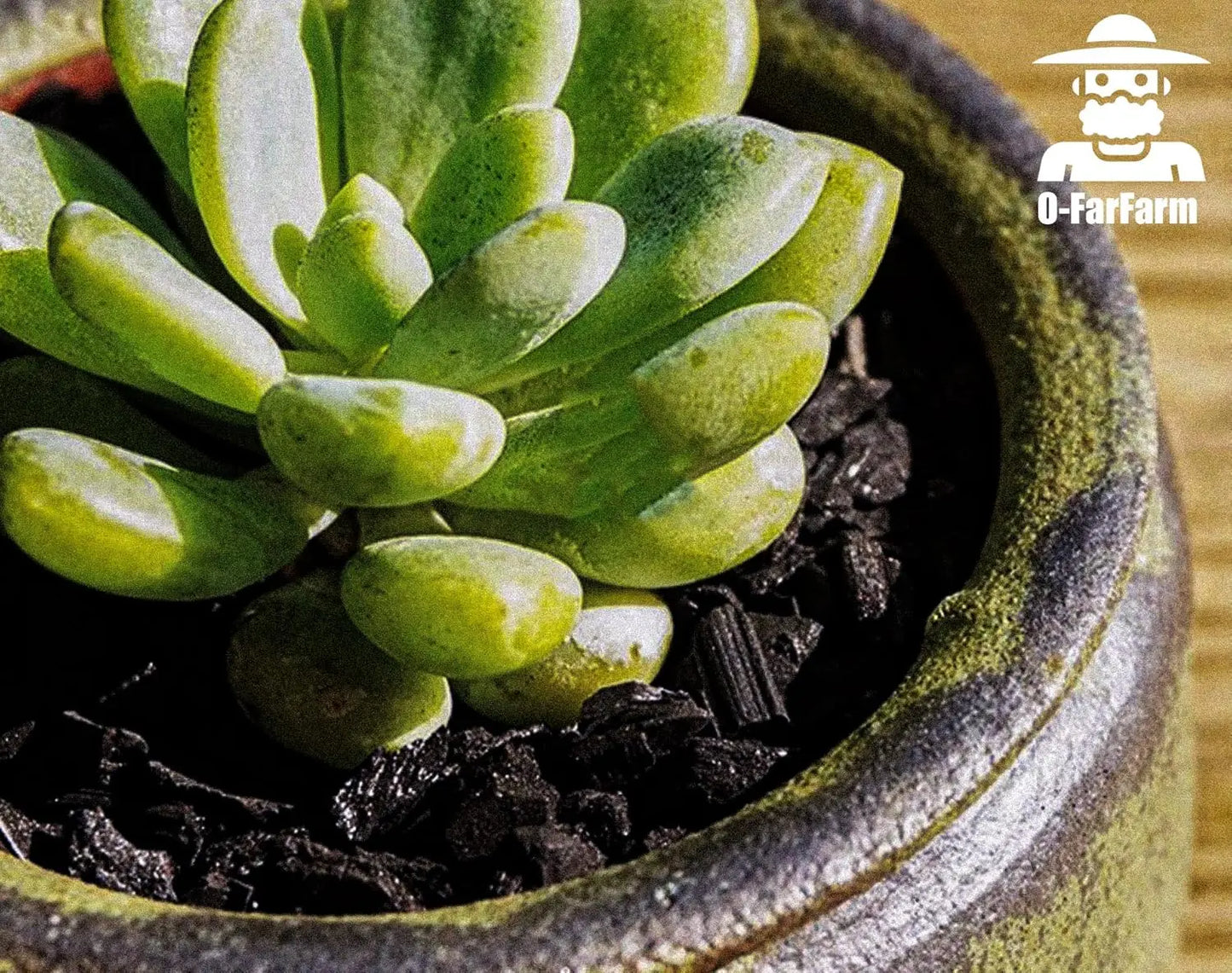 Premium Horticultural Charcoal for Potted Plants and Terrariums