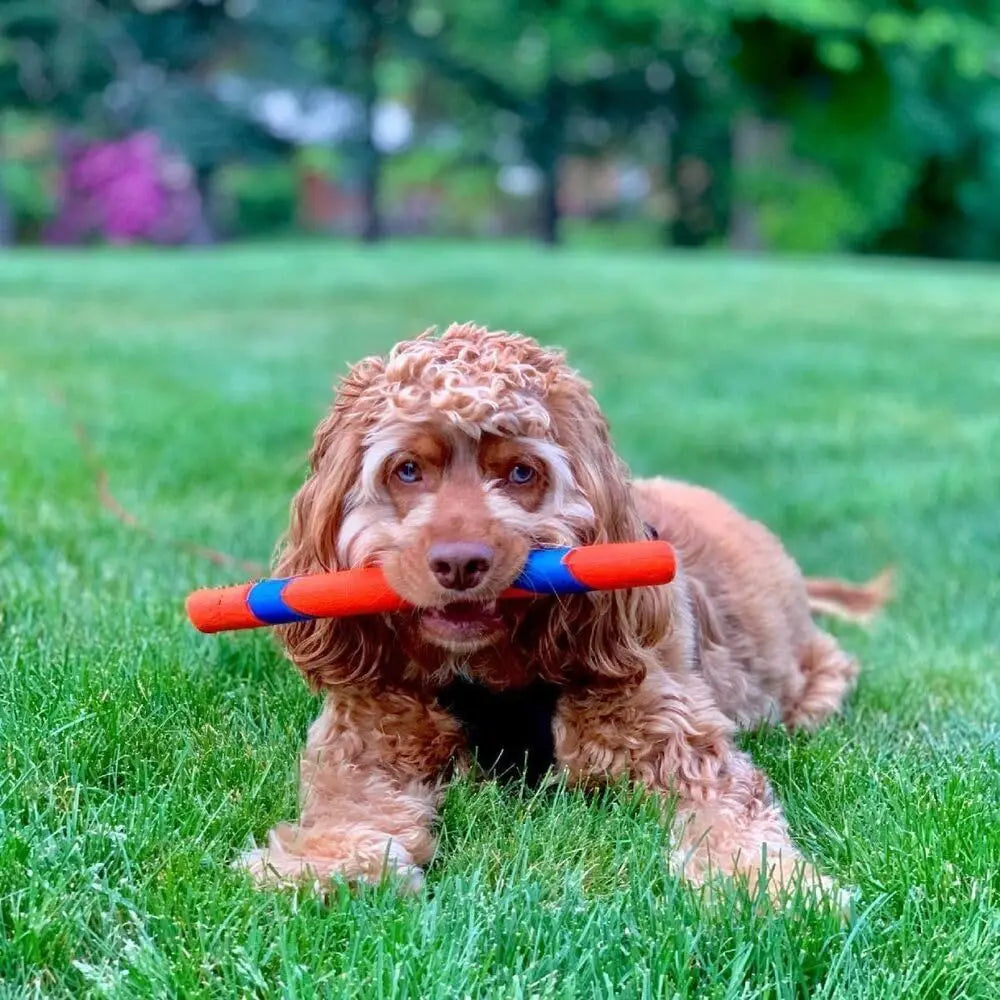 Interactive Dog Toy Etch Stick For All Breed Sizes Outdoor