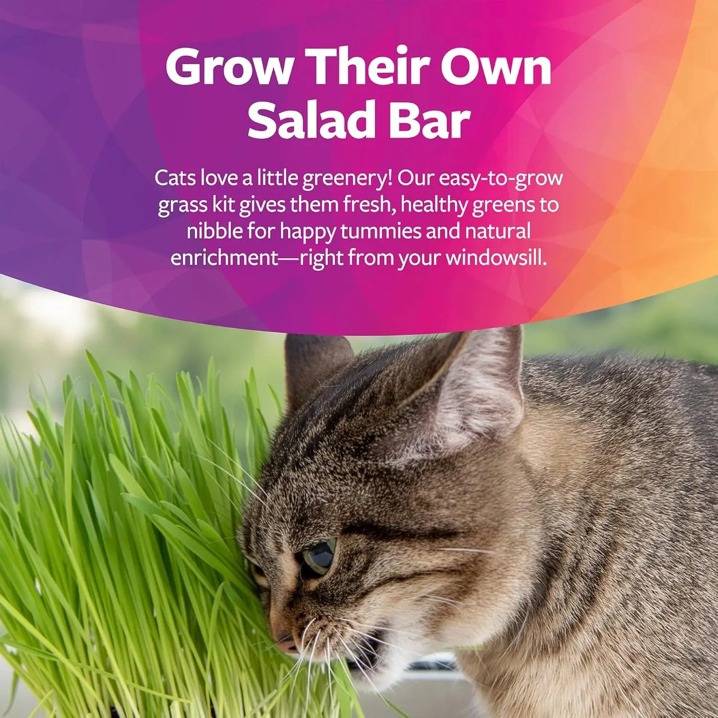 Organic Oat Grass Cat Grow Kit for Digestion Support