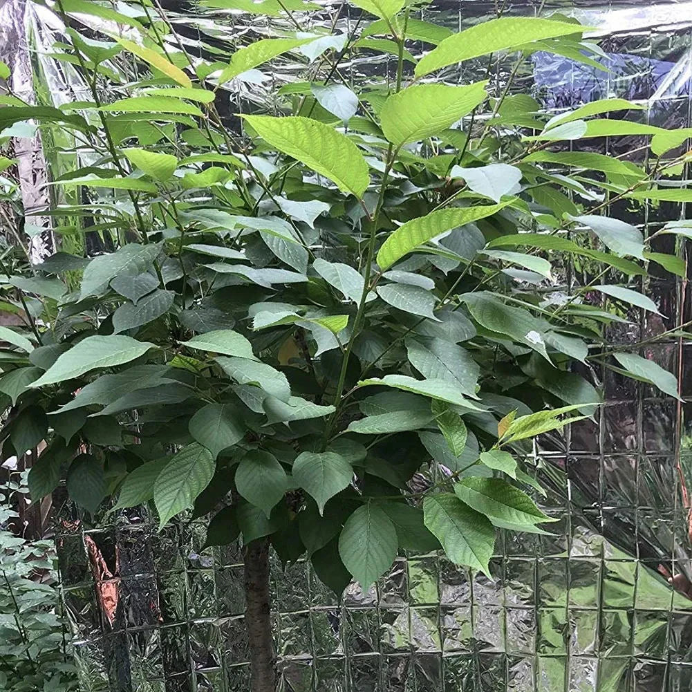 Hydroponic Reflective Plant Cover Film For Garden Greenhouse