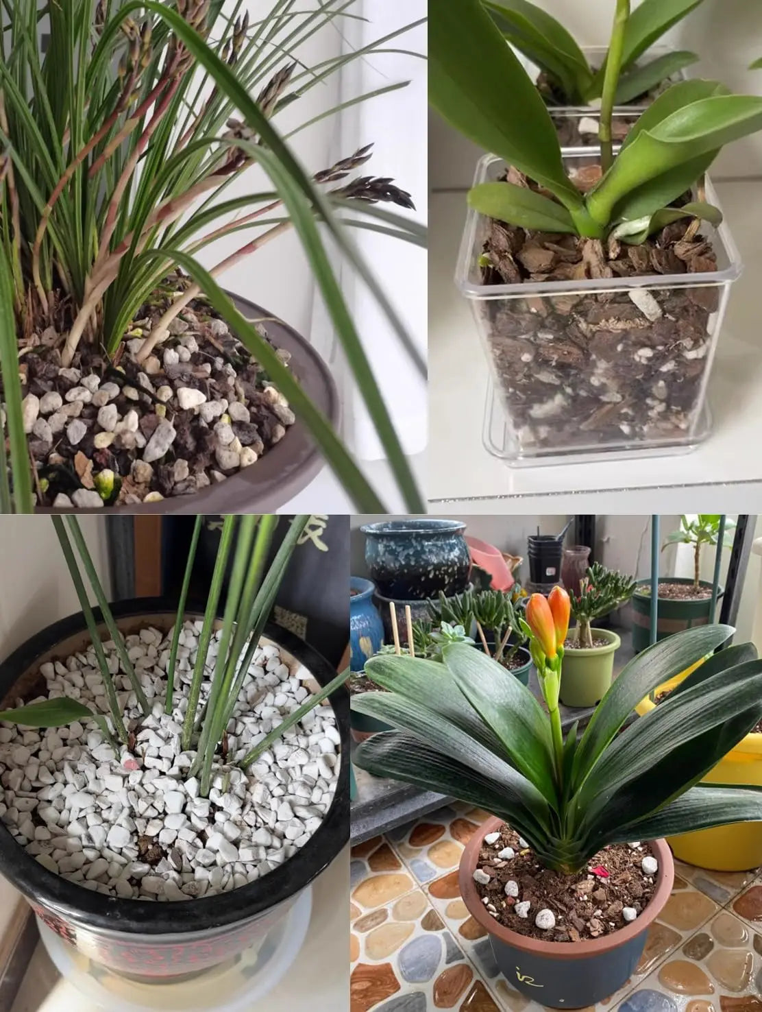 Organic Perlite Soil Amendment for Plants Enhanced Drainage and Growth