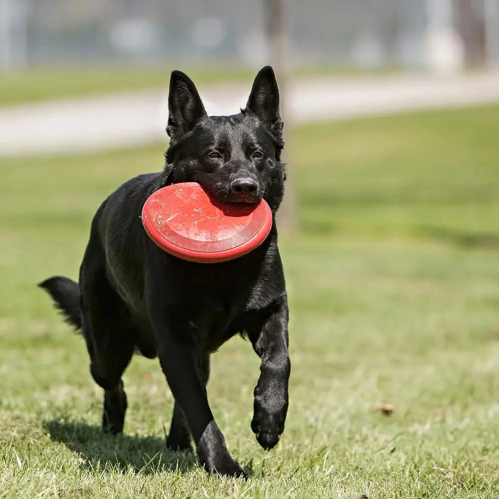 KONG Classic Durable Rubber Disc Dog Toy For Everyday Play