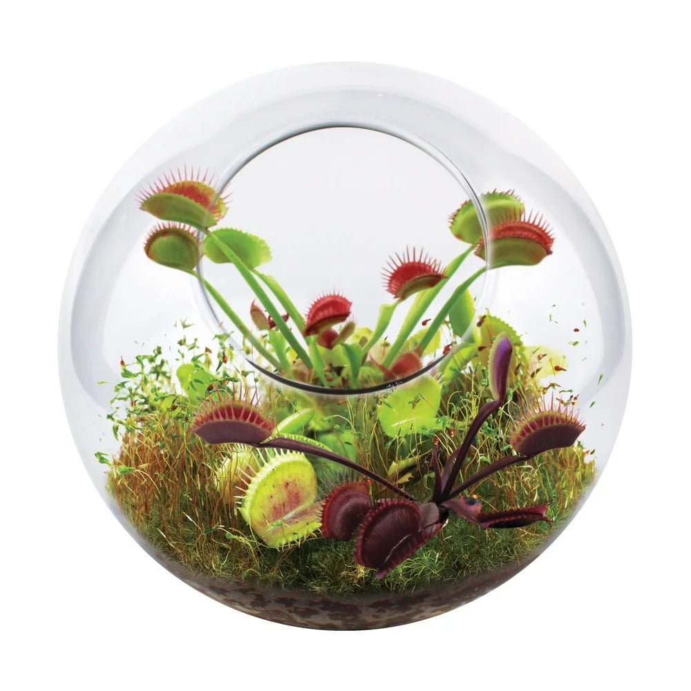 Glass Terrarium Fly Trap Garden Kit For Carnivorous Plants