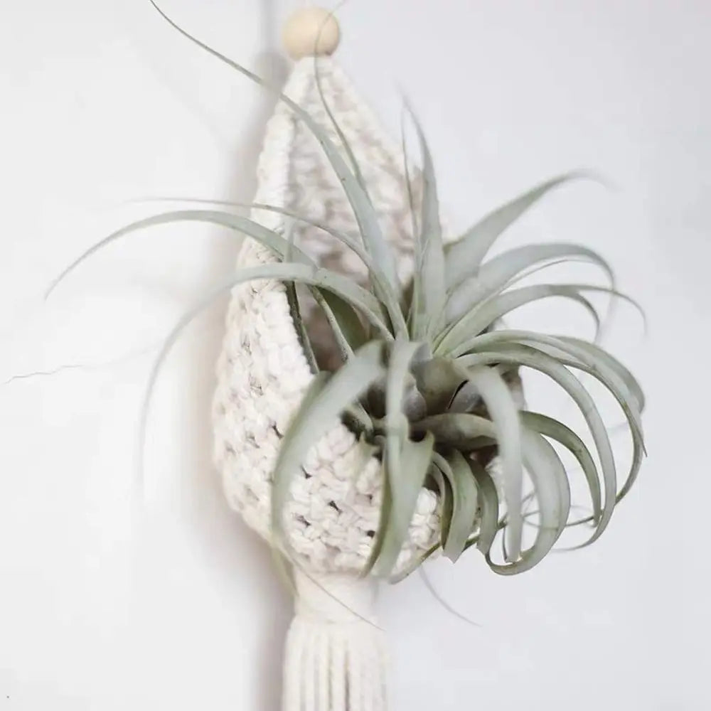 2 Pack Plant Hangers Air Plants Hanging Basket, Boho Wall Hanging or Indoor Outdoor Home Decor