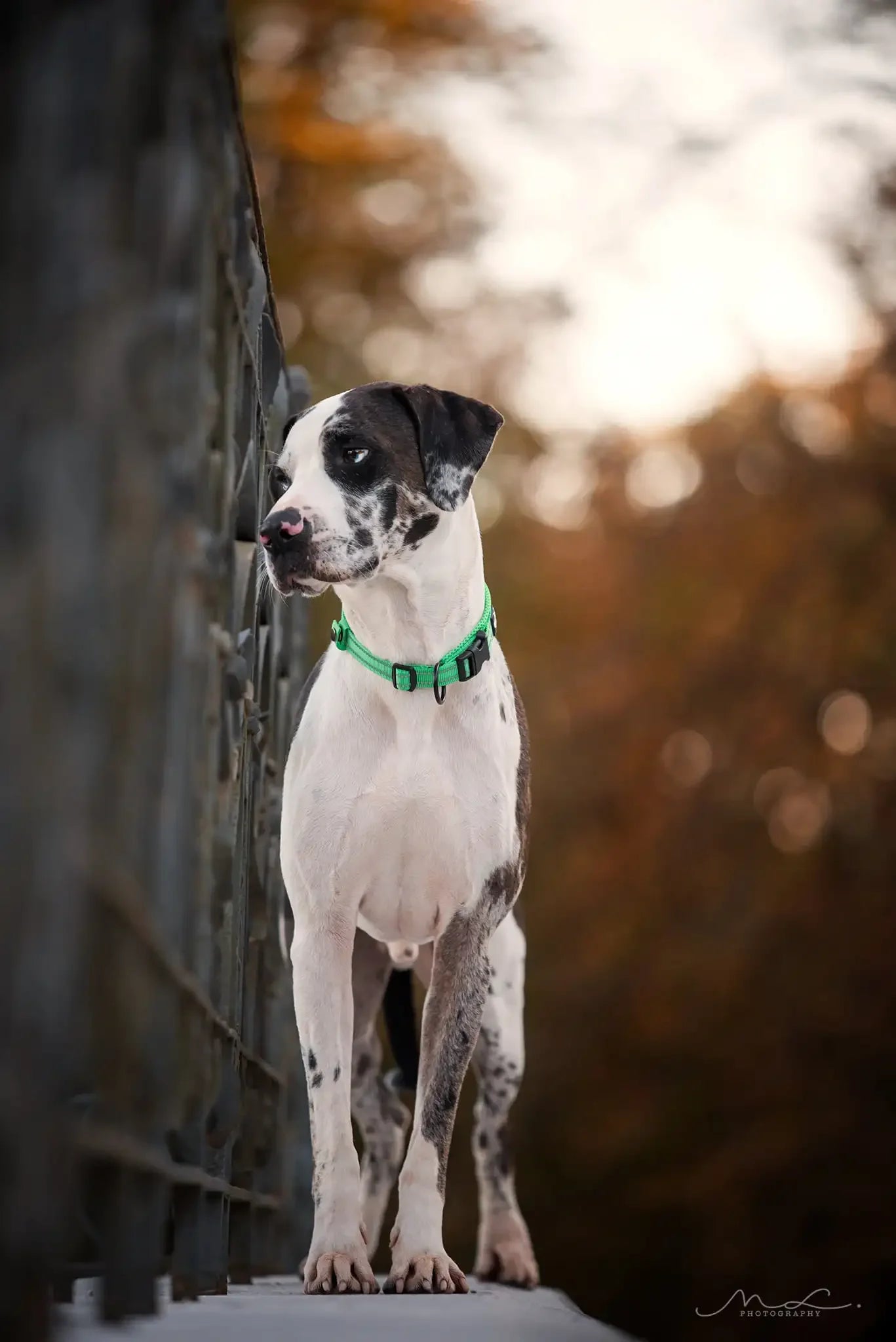 TRUELOVE Padded Nylon Dog Collar Reflective Adjustable Training