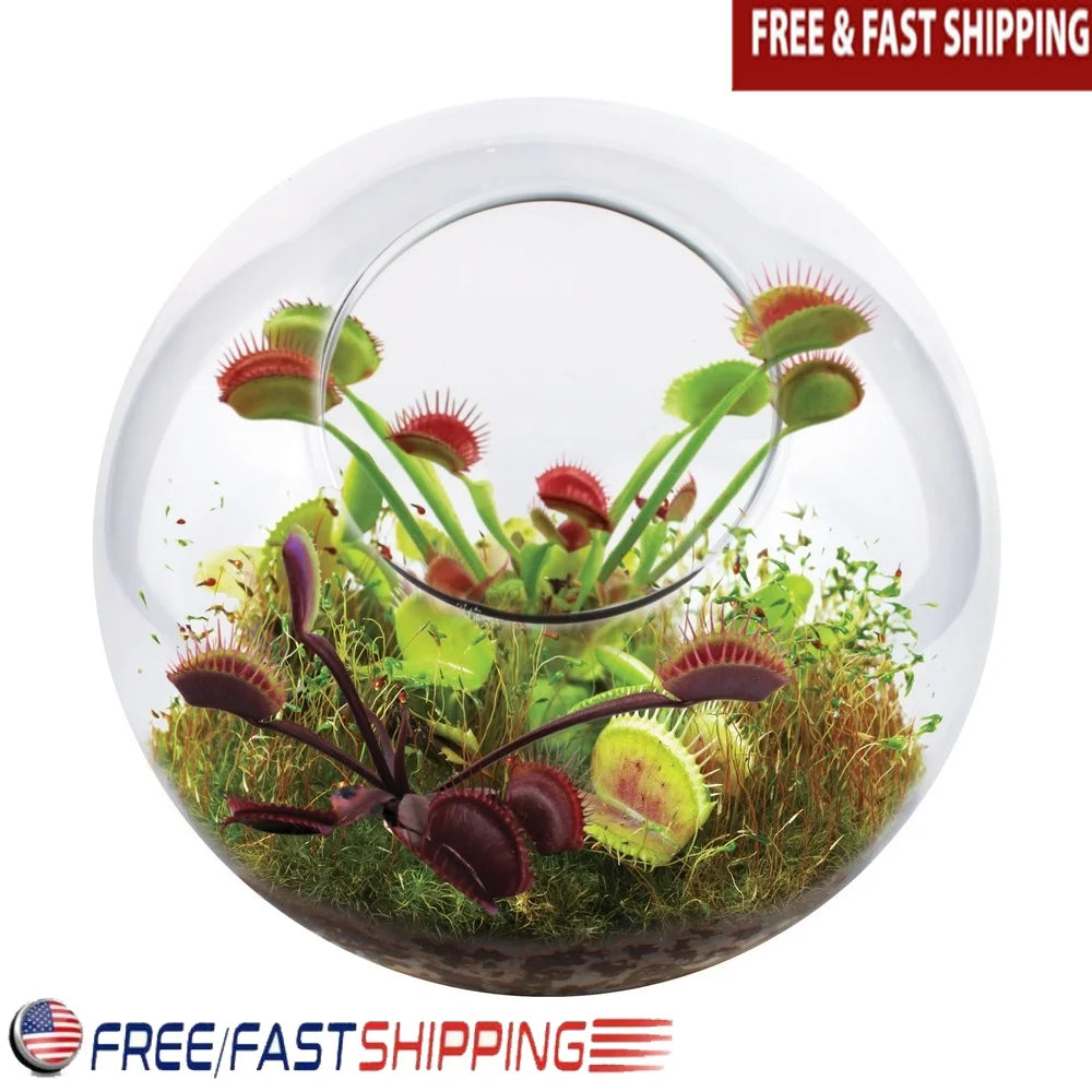 Glass Terrarium Fly Trap Garden Kit For Carnivorous Plants